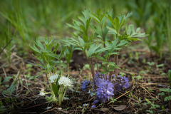Hydrophyllum alpestre