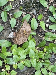 Milesia virginiensis