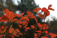 Aronia mitschurinii