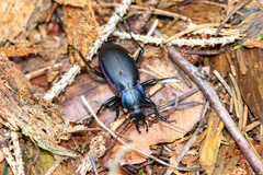 Carabus violaceus