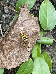 Milesia virginiensis