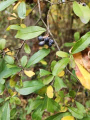Ligustrum obtusifolium