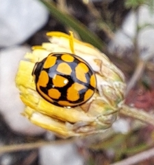 Cheilomenes lunata