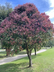 Euphorbia cotinifolia