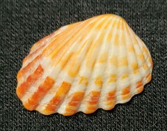 Cardites floridanus