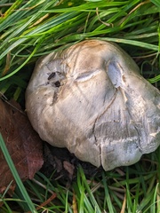 Volvopluteus gloiocephalus