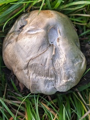 Volvopluteus gloiocephalus