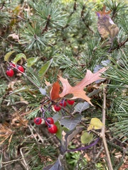 Ilex mucronata