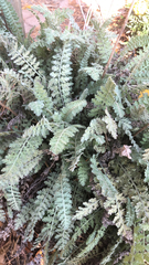 Achillea filipendulina