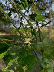 Clematis montevidensis