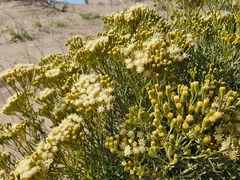 Senecio filaginoides