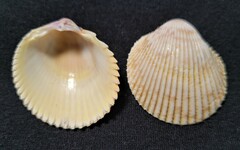 Dallocardia muricata