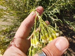 Senecio filaginoides
