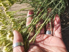 Senecio filaginoides