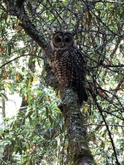 Strix occidentalis
