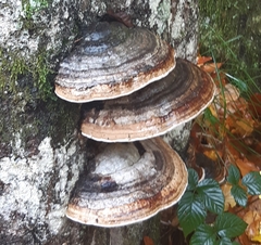 Fomitopsis pinicola
