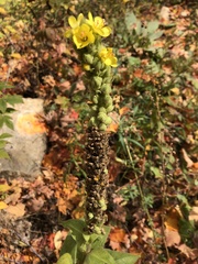 Verbascum thapsus