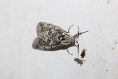 Prionoxystus robiniae