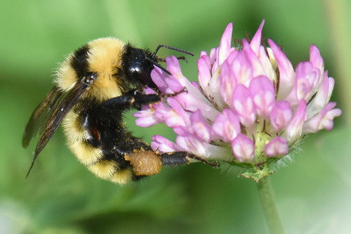 Golden Northern Bumble Bee