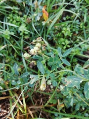 Medicago sativa