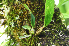 Laelia anceps