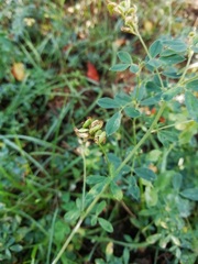 Medicago sativa