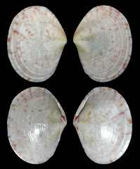 Veneridae