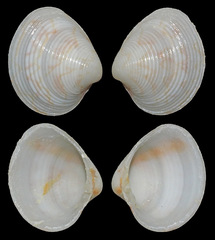 Veneridae