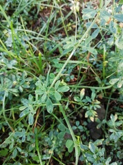 Medicago sativa