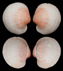 Veneridae