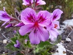 Pelargonium cucullatum strigifolium