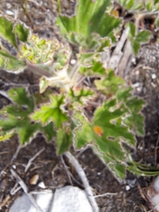 Pelargonium cucullatum strigifolium