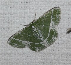 Eucyclodes insperata