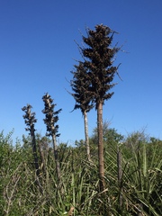 Puya chilensis