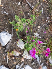 Pelargonium cucullatum strigifolium