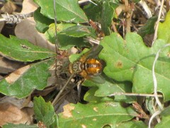 Tachininae