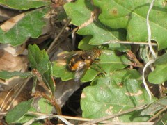 Tachininae
