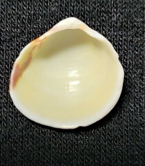 Laevicardium mortoni