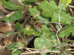 Tachininae