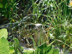 Xerospermophilus spilosoma