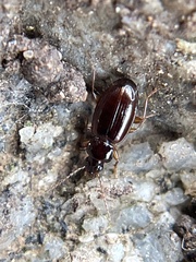 Trechus obtusus