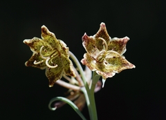 Fritillaria pinetorum