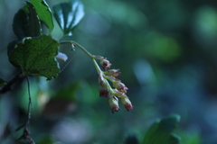 Ribes punctatum