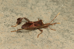 Leptoglossus zonatus