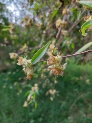 Eugenia myrcianthes