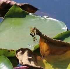 Perithemis tenera