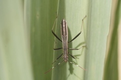 Micrelytra fossularum