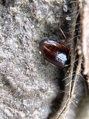 Trechus obtusus