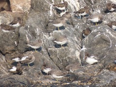 Calidris virgata