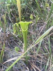 Sarracenia alata